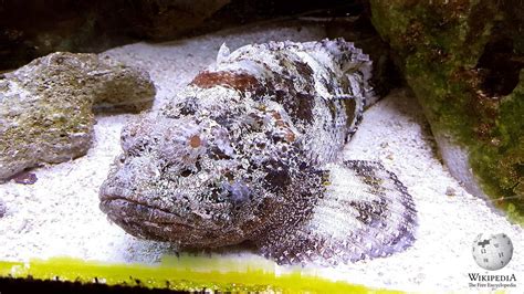 Estuarine stonefish - Moalboal Reef Species