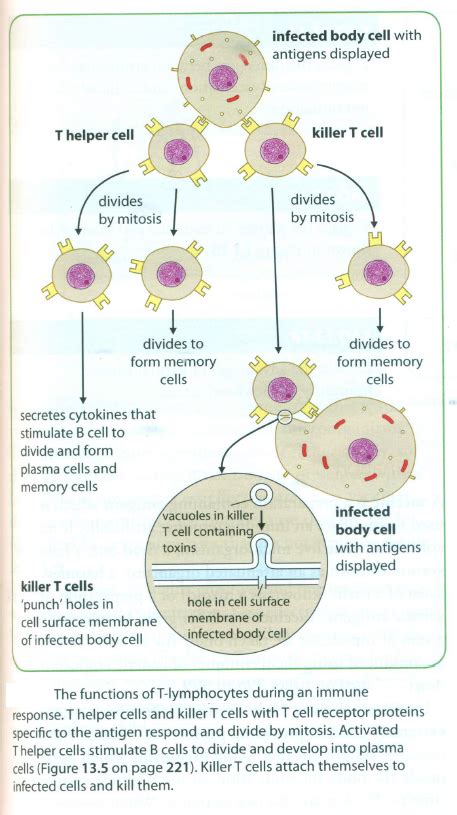 # 61 Action of T-lymphocytes | Biology Notes for A level