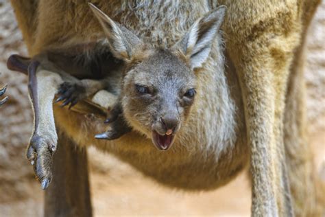 Funny kangaroo in the pouch - a photo on Flickriver