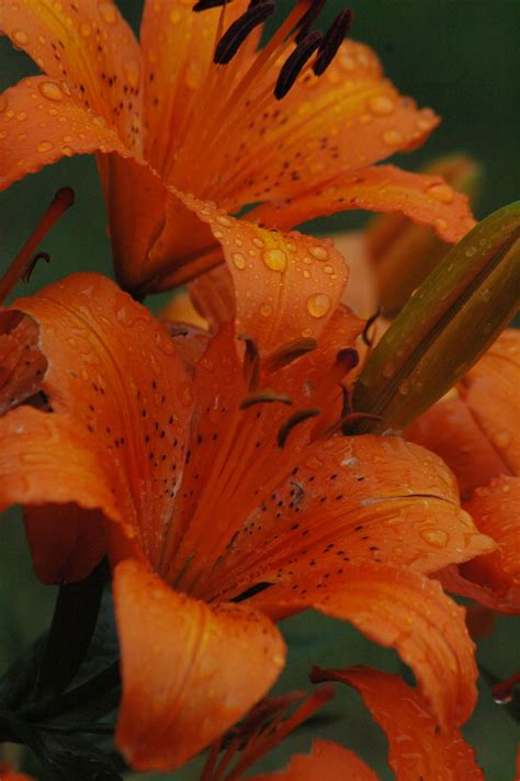 Orange Lily Flower Pictures - Beautiful Insanity