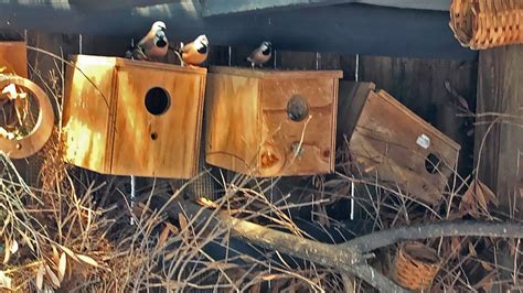 These Students Are Breeding Endangered Finches. But Will It Save the ...