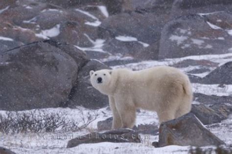 Polar Bear Weather Churchill Manitoba - Photo & Travel Idea Canada