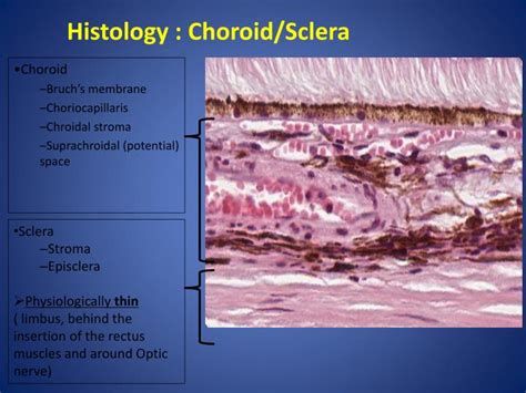 Sclera Histology