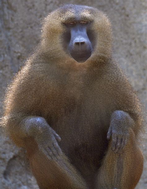 Discover the Guinea Baboon | Our Animals | Indianapolis Zoo