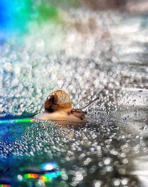 A rainbow snail | Smithsonian Photo Contest | Smithsonian Magazine