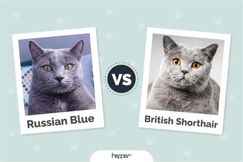 British Shorthair And Russian Blue Mix Sale | congdoan.sgu.edu.vn