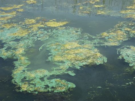 Planktonic Algae Identification