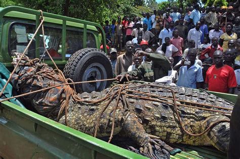 Monster crocodile 'which ate four fishermen' captured in Uganda | London Evening Standard ...