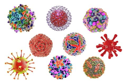 Virus Of Different Shapes Photograph by Kateryna Kon/science Photo Library - Pixels