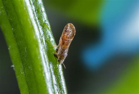 Psyllids - Biocontrol, Damage and Life Cycle