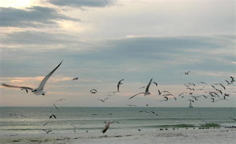 Free Stock Photo of Seagulls flying over the beach at sunset | Download Free Images and Free ...