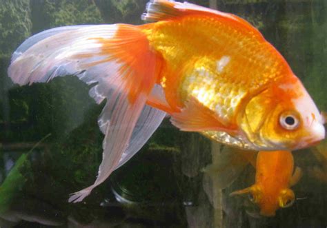 The Fancy Goldfish Chronicle: Fin Rot