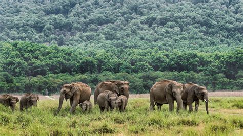 Jim Corbett National Park | Uttarakhand Tourism | Adotrip