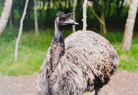 Emus: Australia’s Flightless Wonders | by Tyler Suess | Oct, 2023 | Medium