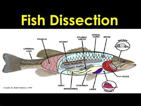 Fish Dissection - YouTube