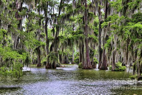 Cypress Trees Swamps Louisiana Photograph by Chuck Kuhn - Fine Art America