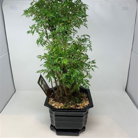 9" Aralia Bonsai - Flowers Talk Tivoli