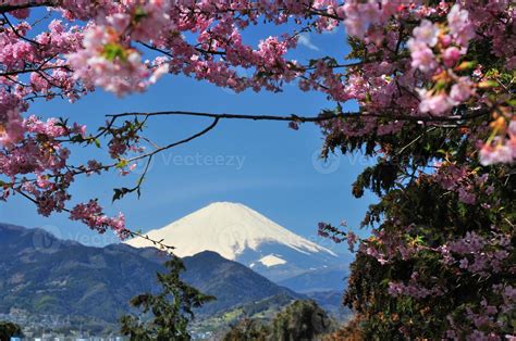 Mt Fuji and Cherry Blossoms 1342125 Stock Photo at Vecteezy