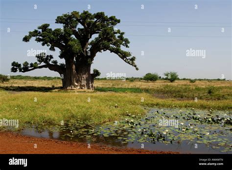 Senegal, Saloum River Delta, village in Sine Saloum area classified as ...