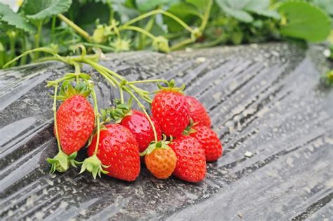 Premium Photo | Strawberry in farm