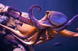 Octopus Hunting (Part 1) | Truth and Tolerance