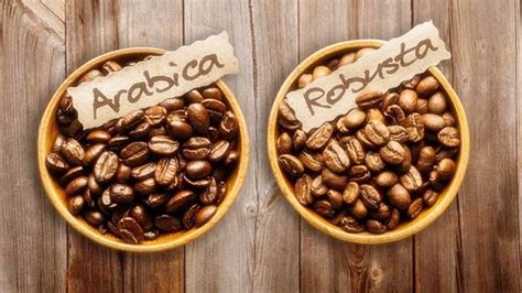 Perbedaan Kopi Arabika Dan Robusta, Anda Pilih yang Mana?