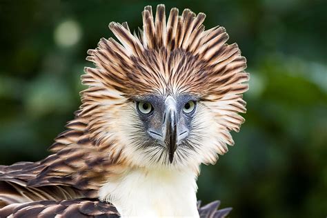 Philippine Eagle Philippines National Bird HD wallpaper | Pxfuel