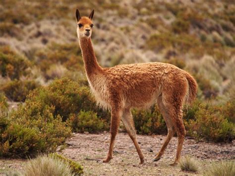 A Brief History of Vicuña Wool