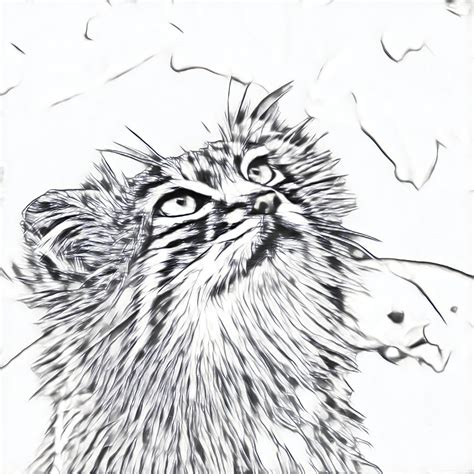 Cat Sketch 1 Free Stock Photo - Public Domain Pictures