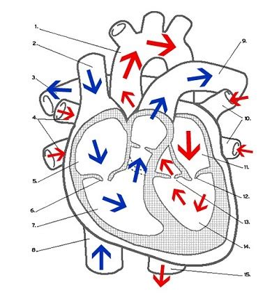 Heart Labeling (KEY)