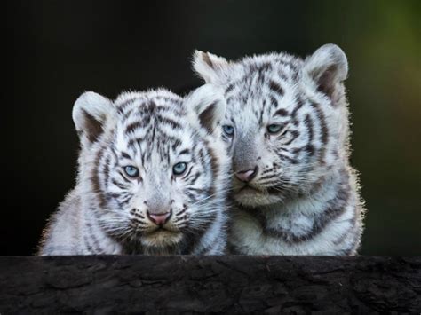 Blue-eyed white tiger cubs wallpapers and images - wallpapers, pictures, photos