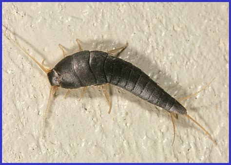 Silverfish Larvae