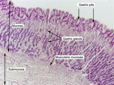 stomach histology labeled | Tissue biology, Medical laboratory science, Medical studies