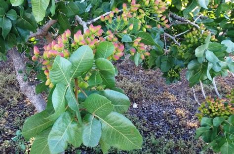 An overview of pistachio plant knowledge and its information