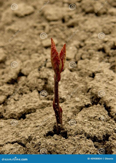 Red oak tree seedling stock photo. Image of ground, growing - 40908804