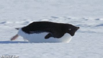 Penguin GIFs - Find & Share on GIPHY