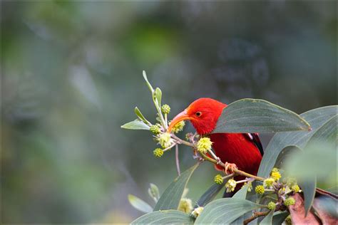 Hawaiian Honeycreeper Info - Photo 2