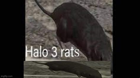 Halo 3 rat - Imgflip