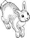 Free Rabbit Coloring Pages