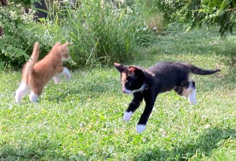 Our kittens have just been outside for the first time, never seen them ...