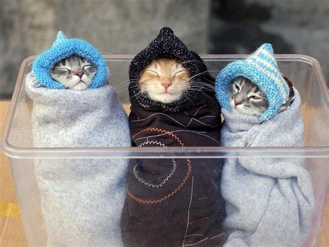 Three little funny cats, three, little, funny, cats, HD wallpaper | Peakpx