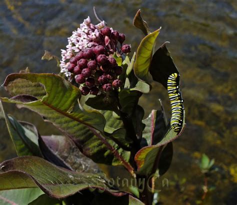 Monarch butterfly larvae on Asclepias syriaca – Botanically Inclined – Seed Adventures