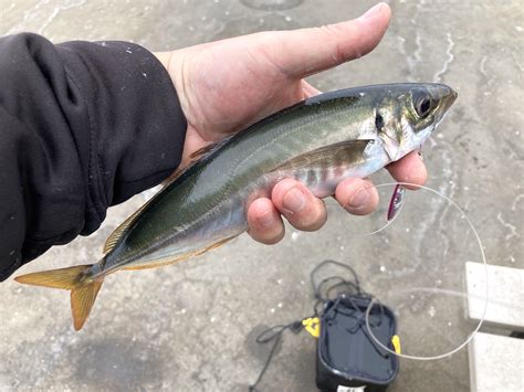 Jack Mackerel - Pier Fishing in California