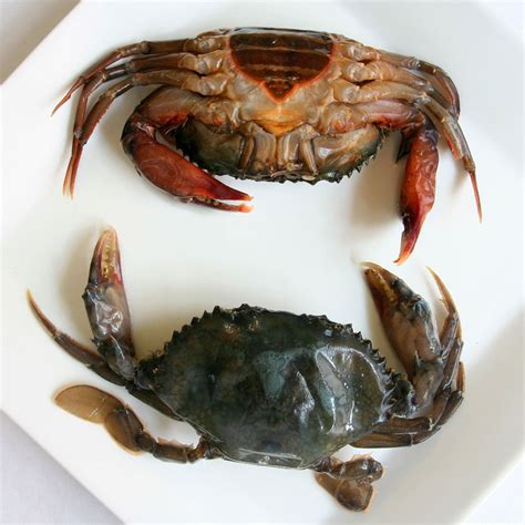 Soft Crab Shell Season - Soft Shell Crab Supplier, Soft Shell Crab ...