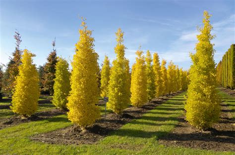 Encyclopedia of Ginkgo Nature's Miracle Ginkgo biloba , Book 1. By B. M. Begovic Bego - Croatia ...