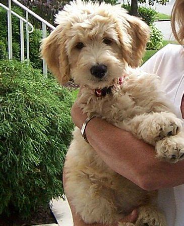 schnoodle grooming dunwoody - Google Search | Snoodle puppies, Schnoodle dog, Schnoodle puppy