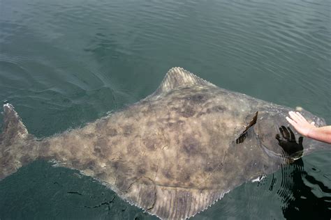 Halibut In The Gulf Of Mexico at Cynthia Lucas blog