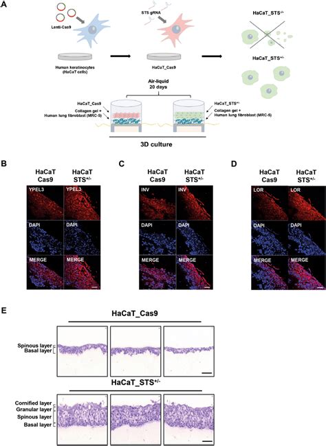 3D skin culture using HaCaT_STS+/− cells. (A) Schematic diagram of 3D ...