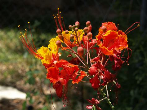 Pride of Barbados | Central Texas Gardener