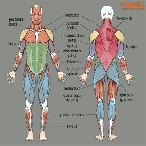 Muscular System Organs